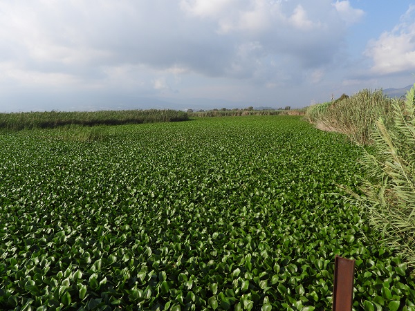 Foto - O nehri su sümbülleri istila etti