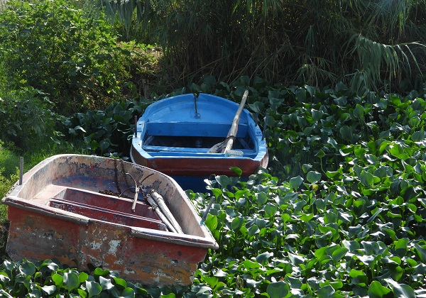 O nehri su sümbülleri istila etti