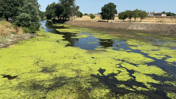 Foto - O nehrin rengi yeşile büründü! İşte sebebi