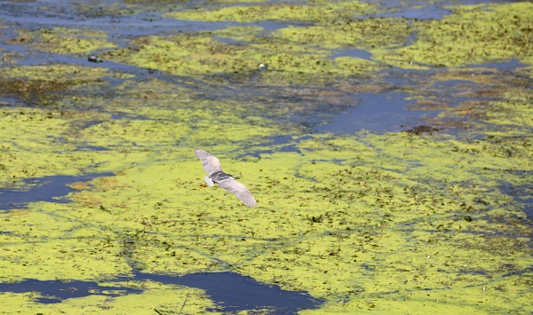 Foto - O nehrin rengi yeşile büründü! İşte sebebi