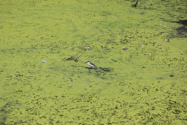 Foto - O nehrin rengi yeşile büründü! İşte sebebi