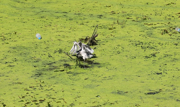 Foto - O nehrin rengi yeşile büründü! İşte sebebi