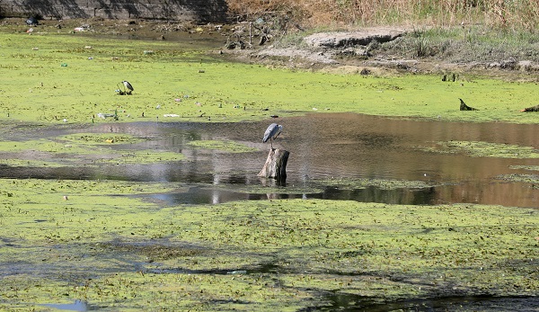 Foto - O nehrin rengi yeşile büründü! İşte sebebi