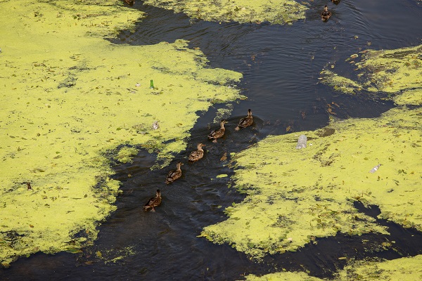 Foto - O nehrin rengi yeşile büründü! İşte sebebi