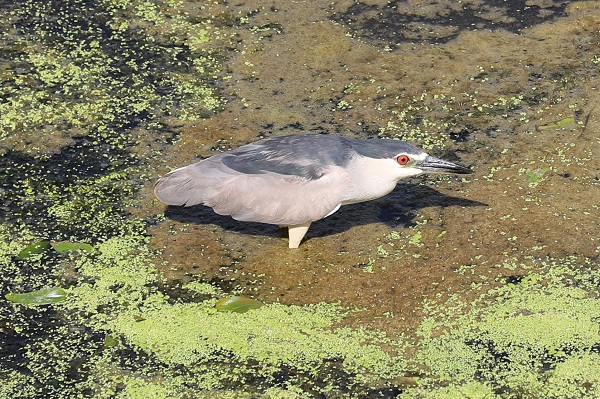 Foto - O nehrin rengi yeşile büründü! İşte sebebi
