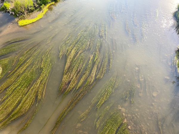 Foto - O nehrin son hali yürekleri sızlattı