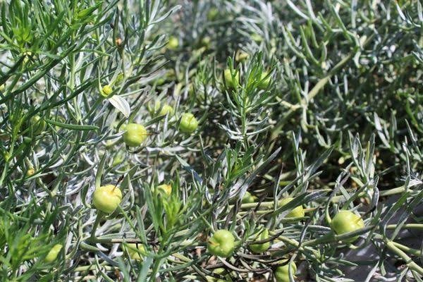 Foto - O otun meğer binbir derde faydası varmış! Asırlarca gizlendi! Duyunca mezarlığa koşacaksınız