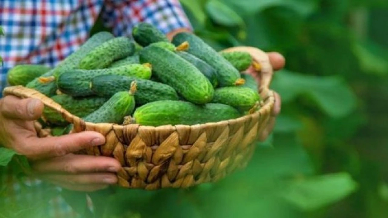 Foto - O sorunu kökten çözüyor! Aç karnına salatalık yemenin faydaları