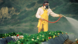 Foto - O ülke Türkiye'den gönderilen biber ve limonları hemen iade etti! Vatandaşlar 'İnşallah biz yemeyiz' diyor