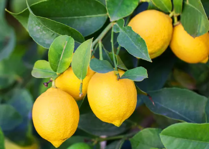 Foto - O ülke Türkiye'den gönderilen biber ve limonları hemen iade etti! Vatandaşlar 'İnşallah biz yemeyiz' diyor
