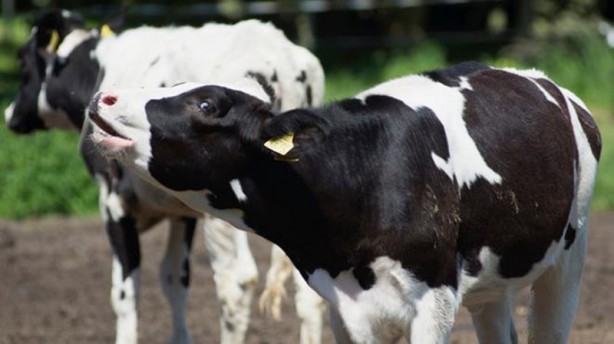 O ülkede 12 yaşındaki çocuğu öldüren inek tutuklandı