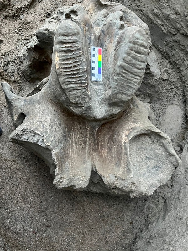 Foto - O ülkede bulundu! 4 bin yıllık heyecanlandıran keşif