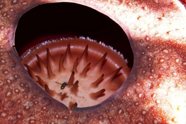 Foto - O ülkede ceset çiçeği açtı