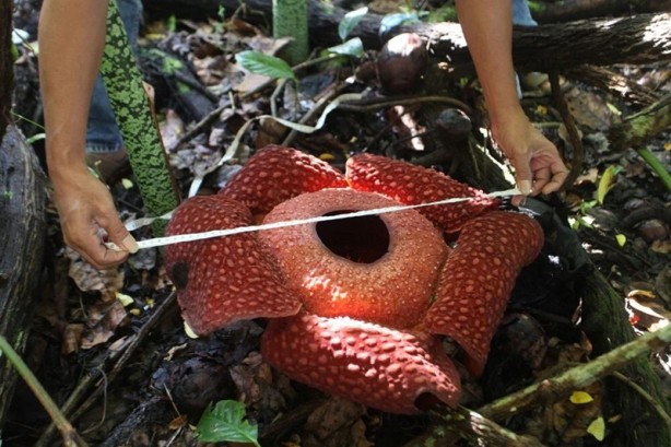 Foto - O ülkede ceset çiçeği açtı