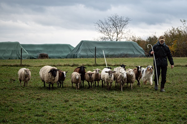Foto - O ülkede çobanlık şampiyonası yapıldı