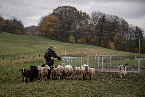 O ülkede çobanlık şampiyonası yapıldı