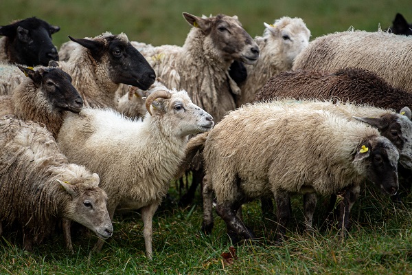 Foto - O ülkede çobanlık şampiyonası yapıldı