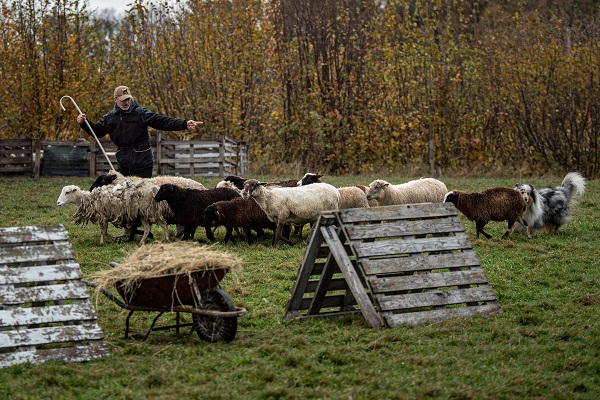 Foto - O ülkede çobanlık şampiyonası yapıldı