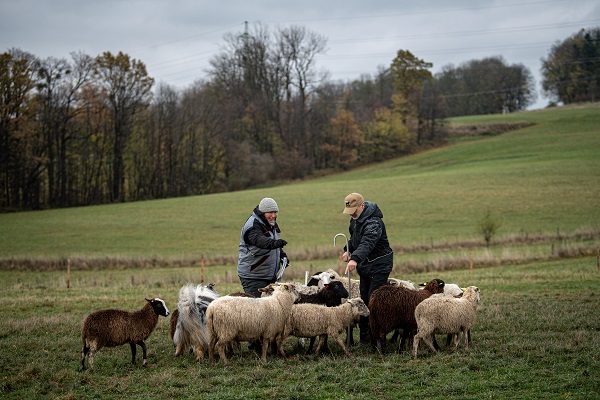Foto - O ülkede çobanlık şampiyonası yapıldı