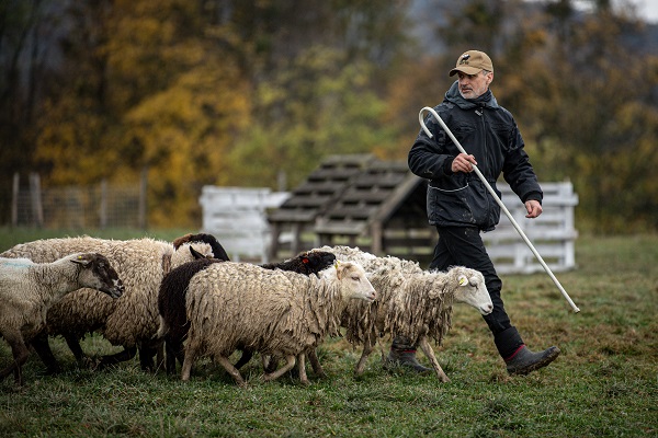 Foto - O ülkede çobanlık şampiyonası yapıldı