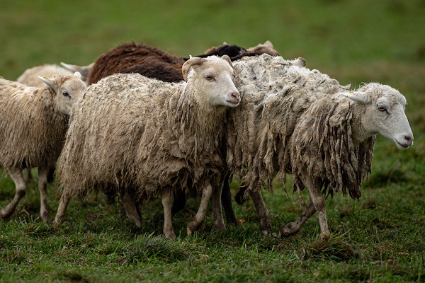 Foto - O ülkede çobanlık şampiyonası yapıldı