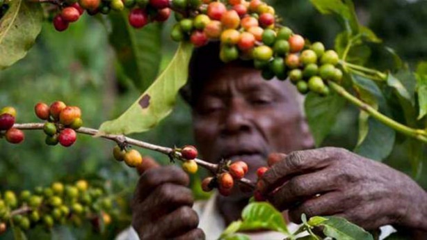 Foto - O ülkede kadınlar değil erkekler gelin gidiyor!