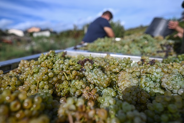Foto - O ülkede kuraklık hasat dönemini değiştirdi