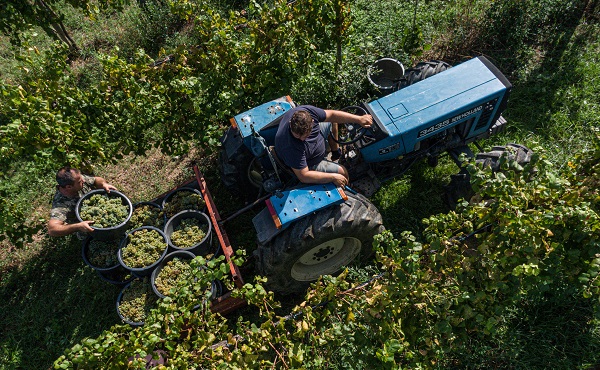 O ülkede kuraklık hasat dönemini değiştirdi