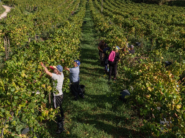 Foto - O ülkede kuraklık hasat dönemini değiştirdi