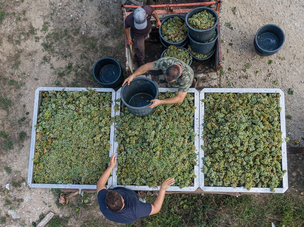 Foto - O ülkede kuraklık hasat dönemini değiştirdi