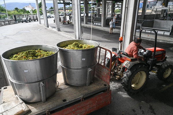 Foto - O ülkede kuraklık hasat dönemini değiştirdi