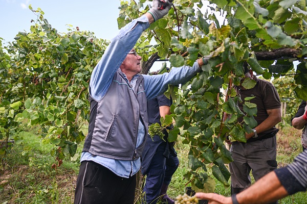 Foto - O ülkede kuraklık hasat dönemini değiştirdi