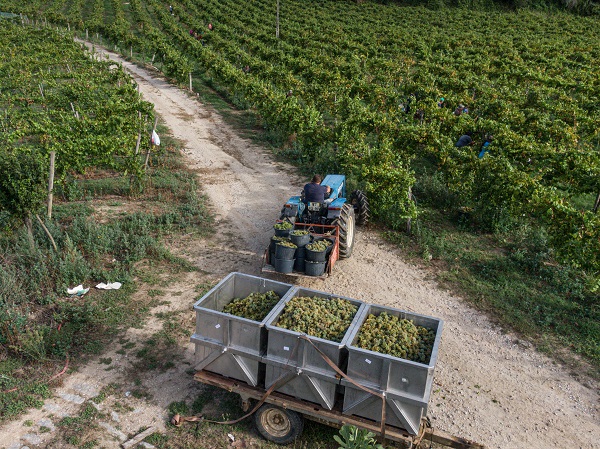 Foto - O ülkede kuraklık hasat dönemini değiştirdi