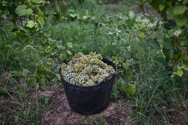 Foto - O ülkede kuraklık hasat dönemini değiştirdi
