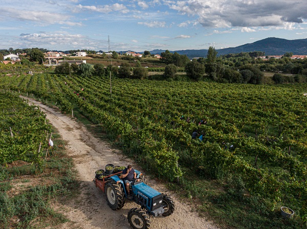 Foto - O ülkede kuraklık hasat dönemini değiştirdi