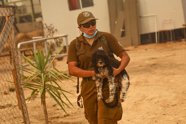 Foto - O ülkede orman yangını can aldı: 19 ölü