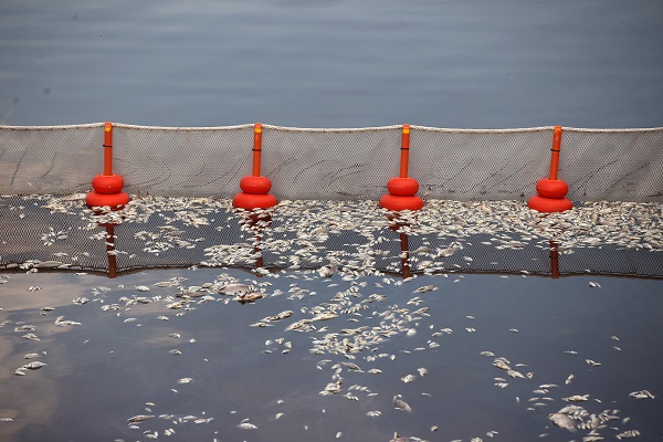 Foto - O ülkede sahile binlerce ölü balık vurdu! 