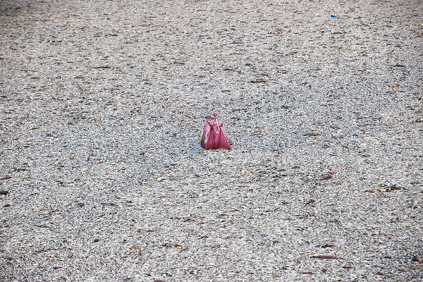 O ülkede sahile binlerce ölü balık vurdu! 