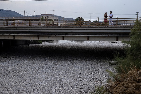 Foto - O ülkede sahile binlerce ölü balık vurdu! 