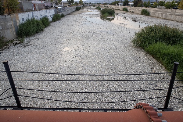 Foto - O ülkede sahile binlerce ölü balık vurdu! 