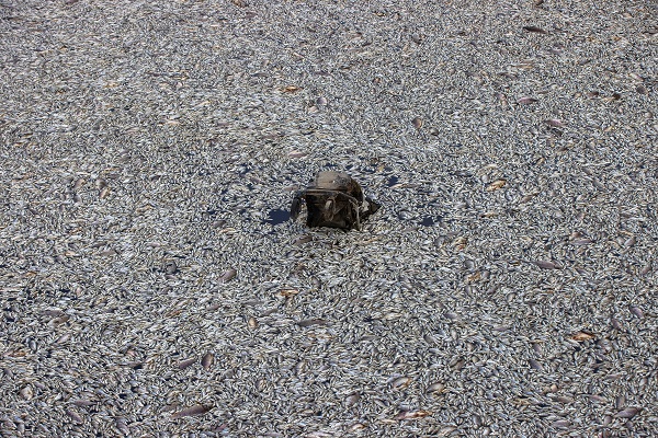 Foto - O ülkede sahile binlerce ölü balık vurdu! 