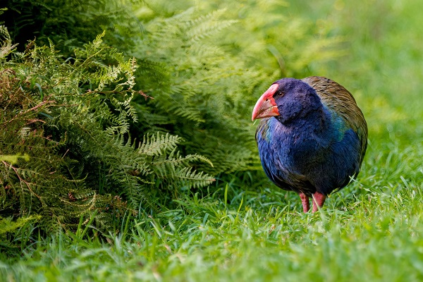 Foto - O ülkenin ulusal kuşu "takahelerin" sayısı arttı