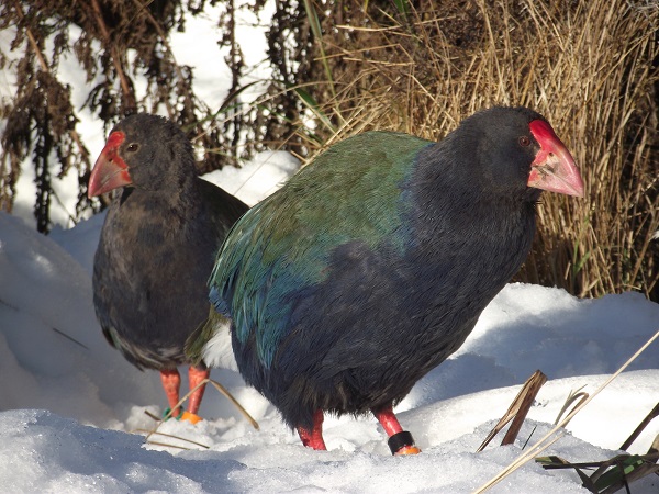 Foto - O ülkenin ulusal kuşu "takahelerin" sayısı arttı