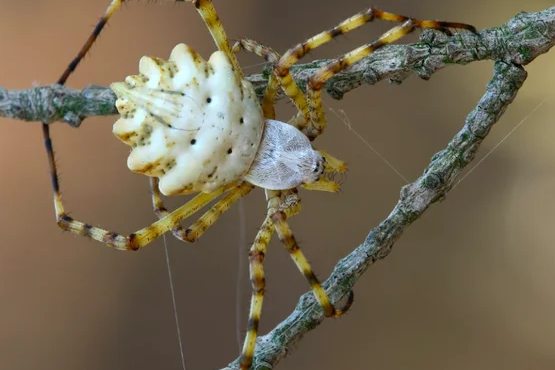 Foto - O üniversite profesörü duyurdu: Türkiye'nin yeni kabusu oldu giderek yayılıyor! Örümceğin ısırması halinde...