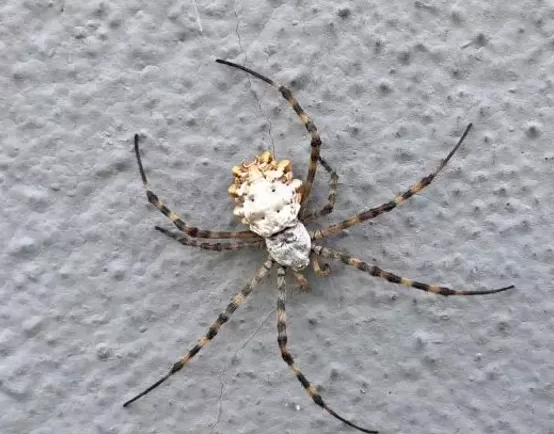 Foto - O üniversite profesörü duyurdu: Türkiye'nin yeni kabusu oldu giderek yayılıyor! Örümceğin ısırması halinde...