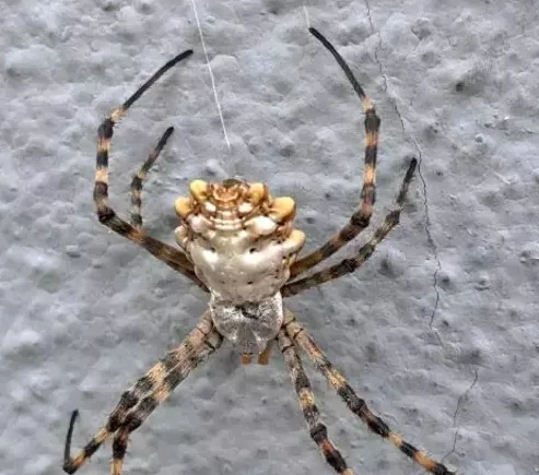 Foto - O üniversite profesörü duyurdu: Türkiye'nin yeni kabusu oldu giderek yayılıyor! Örümceğin ısırması halinde...