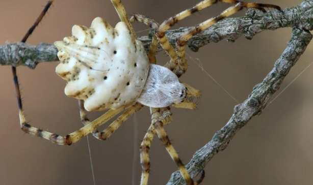 O üniversite profesörü duyurdu: Türkiye'nin yeni kabusu oldu giderek yayılıyor! Örümceğin ısırması halinde...