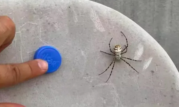 Foto - O üniversite profesörü duyurdu: Türkiye'nin yeni kabusu oldu giderek yayılıyor! Örümceğin ısırması halinde...