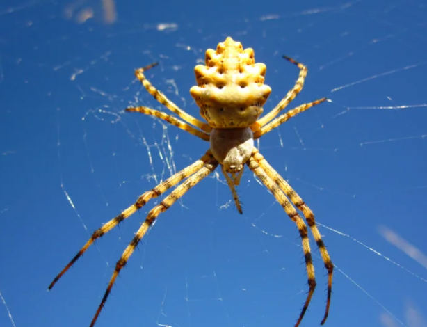 Foto - O üniversite profesörü duyurdu: Türkiye'nin yeni kabusu oldu giderek yayılıyor! Örümceğin ısırması halinde...