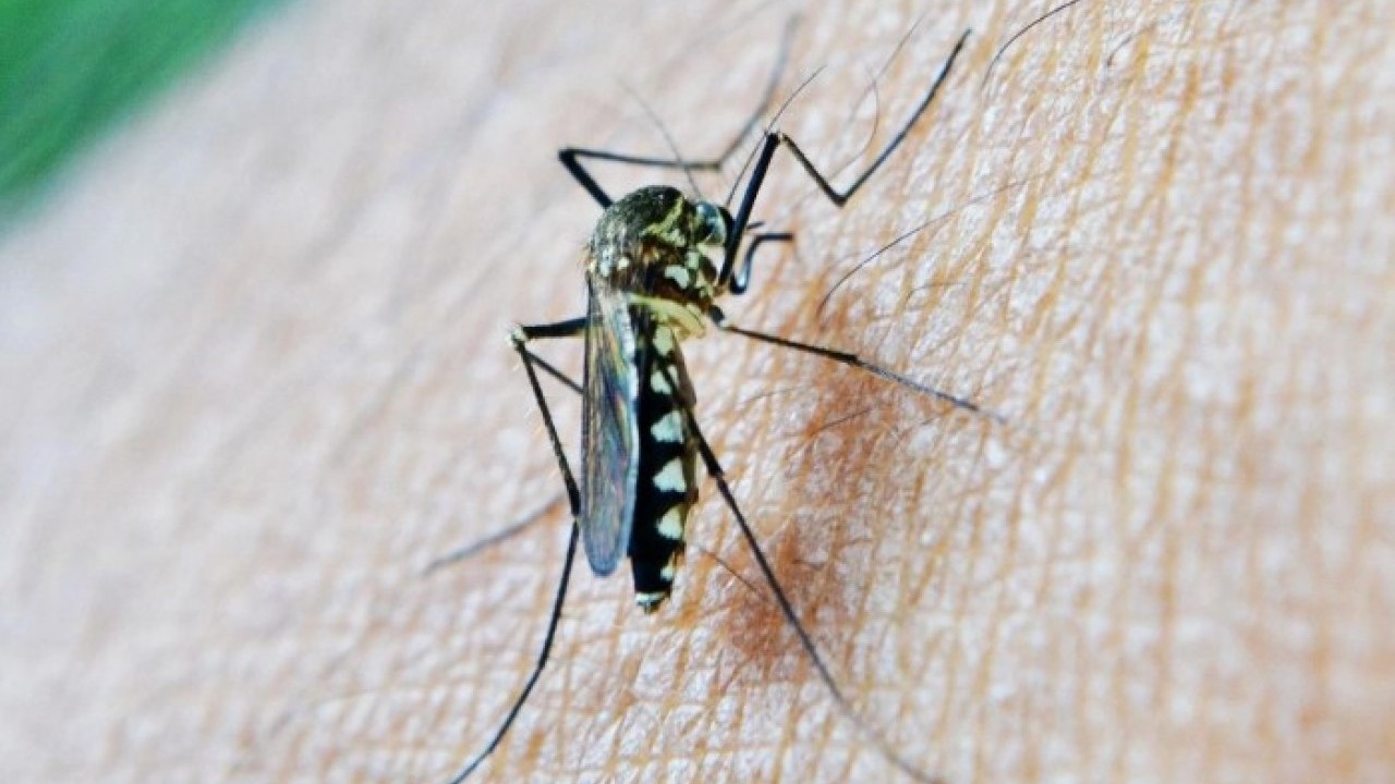 O üniversiteden Türkiye dahil 4 ülkeye uyarı! Bu virüse dikkat edin